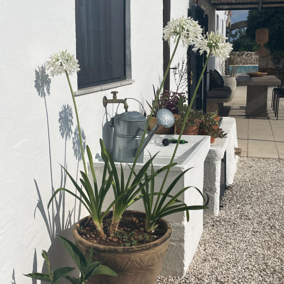 Flower pots in the courtxard in front of an old horse trough