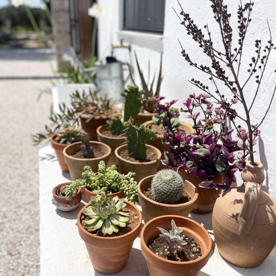 Cactus and succulents in front of the kitchen entrance