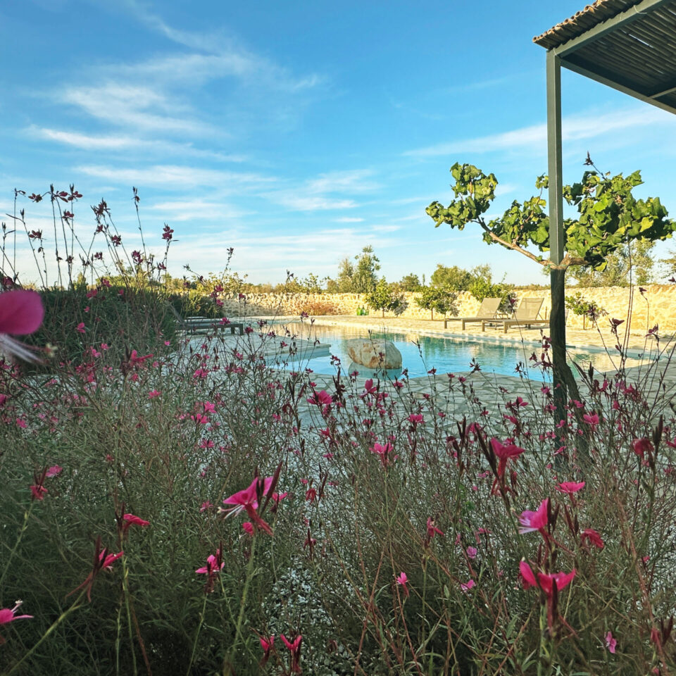 Colourful flower beds at the poolside